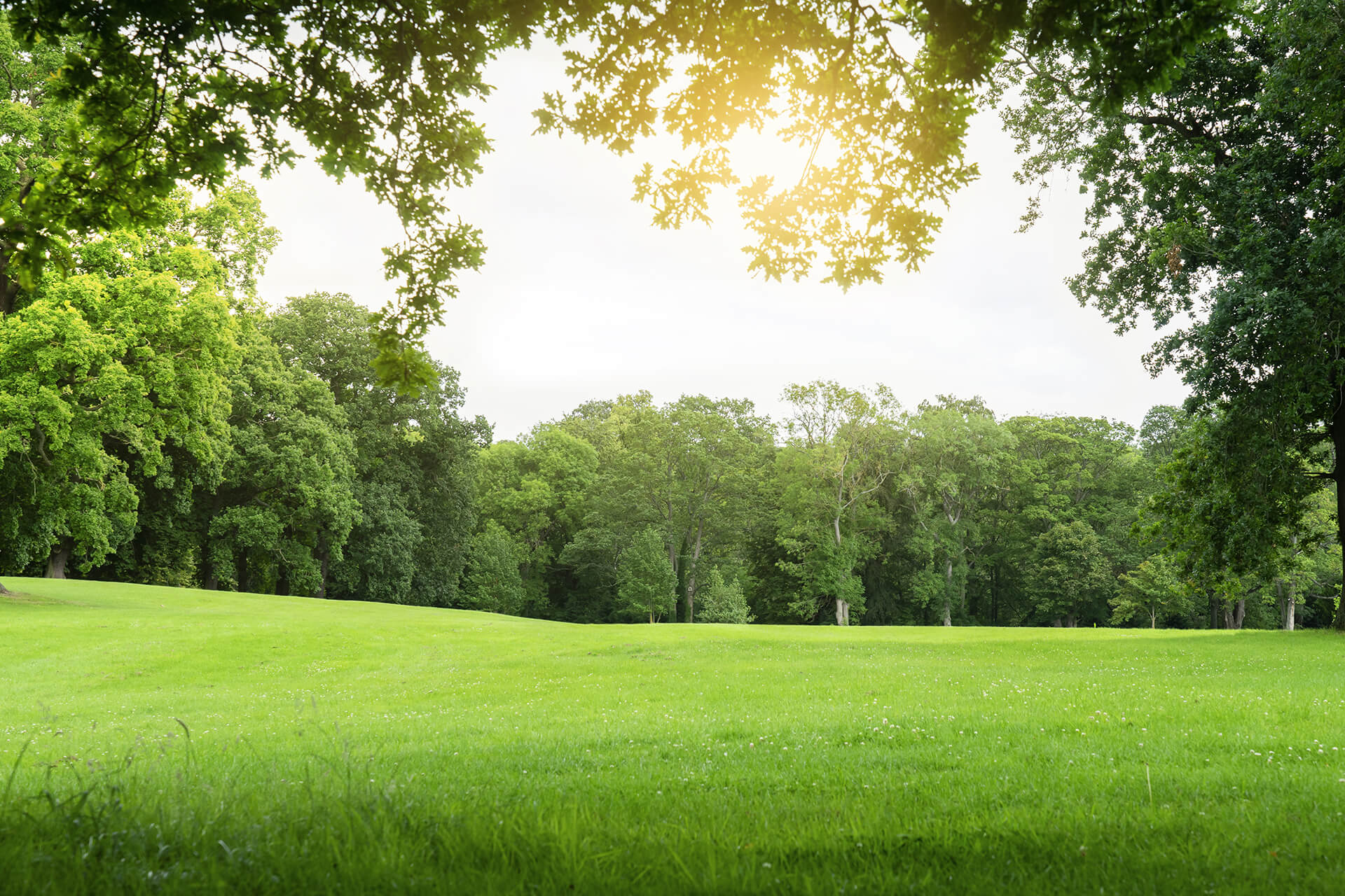 Nature's Air Conditioner Environment Sod Resources ScienTurfic Sod