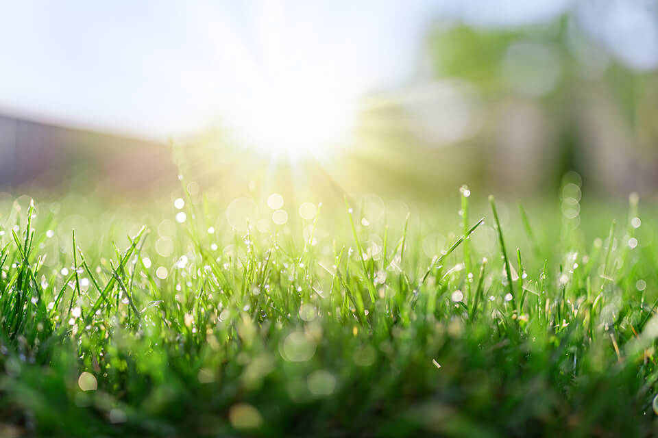 Lawn care tips watering a new lawn