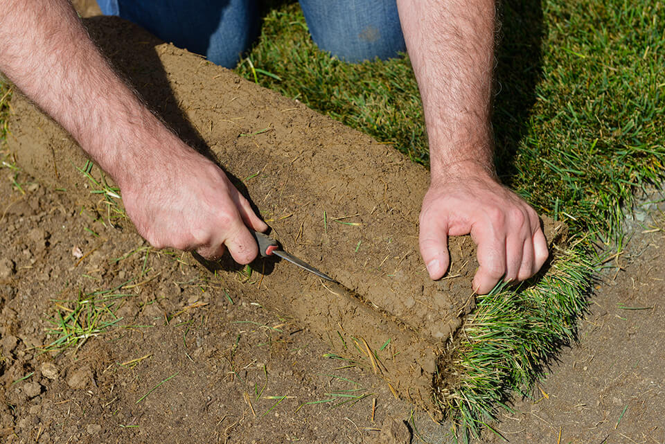 Lawn care tips watering a new lawn