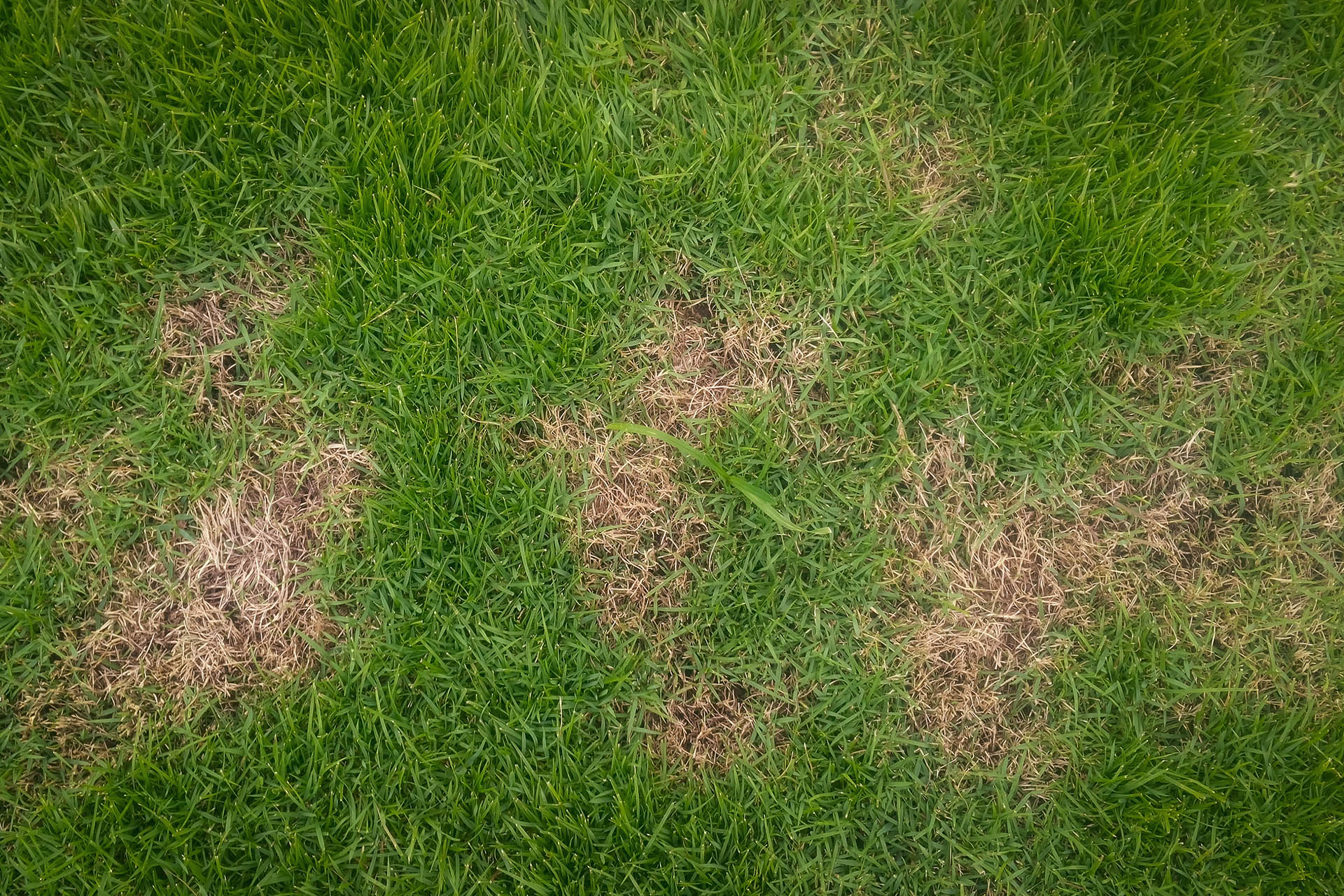 Lawn Care Tips Diseases Sod Resources ScienTurfic Sod