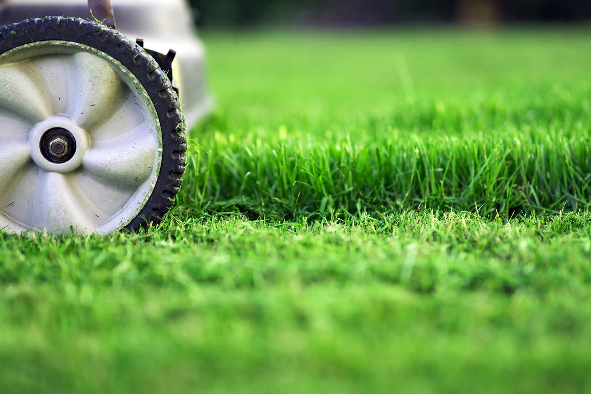 Cutting Your Grass At The Right Height Mowing Sod Resources