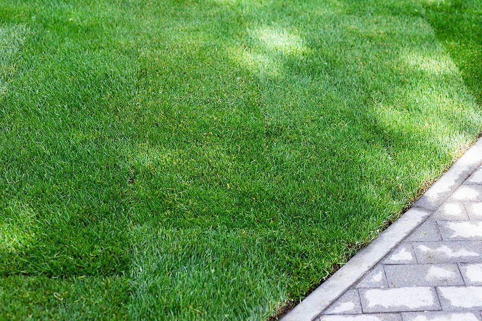 Lawn care tips for a new lawn